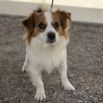Papillon and Jack Russell Terrier Dogs Available for Adoption in Bullhead City, Arizona - TEDDY (SQ 26-035) | PetCurious