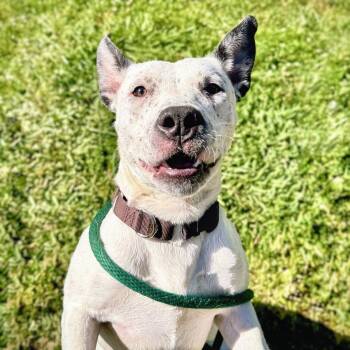 Ojai -  Pit Bull Terrier Dog Available for Adoption in Oakland, California - Ojai | PetCurious