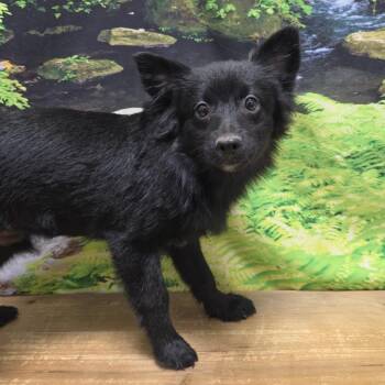 Jaydon -  Pomeranian Dog for Adoption in Normal, Illinois - Jaydon | PetCurious