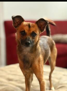 Mr Wilson -  Chihuahua and Terrier Dog for Adoption in Holly Springs, North Carolina - Mr Wilson | PetCurious
