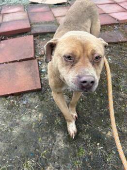 Kiwi -  Mixed Breed Dog Available for Adoption in Oxford, North Carolina - Kiwi | PetCurious