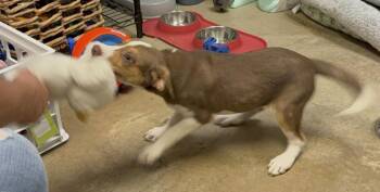 Riley -  Mixed Breed Dog for Adoption - Riley | PetCurious