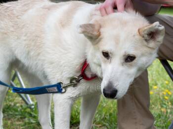 Adira -  Husky and White German Shepherd Dog for Adoption in Silver Spring, Maryland - Adira | PetCurious