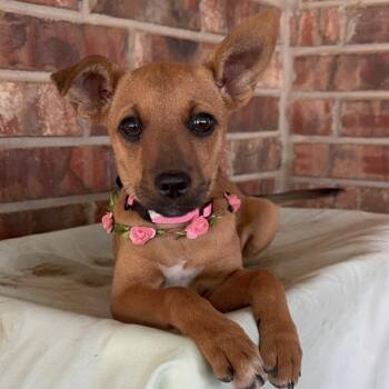 Poppy -  Chihuahua and Mixed Breed Dog for Adoption in Pelham, New Hampshire - Poppy | PetCurious
