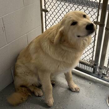 Mixed Breed Dogs Available for Adoption - Freon | PetCurious