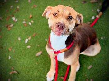 WILLOW -  Pit Bull Terrier and Mixed Breed Dog for Adoption in Orlando, Florida - WILLOW | PetCurious