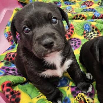 Joey -  Dachshund and Terrier Dog for Adoption in Kingman, Kansas - Joey | PetCurious