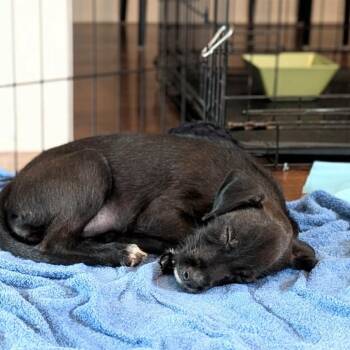 Renesmee -  Terrier and Mixed Breed Dog for Adoption in Campton Hills, Illinois - Renesmee | PetCurious