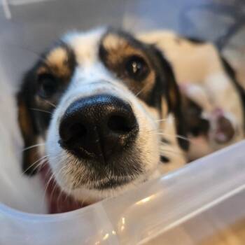 Waffles -  Wirehaired Dachshund and Husky Dog for Adoption in Hanna City, Illinois - Waffles | PetCurious
