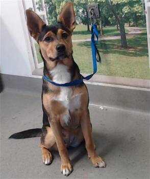 FAWN -  Australian Kelpie and Mixed Breed Dog for Adoption in San Francisco, California - FAWN | PetCurious