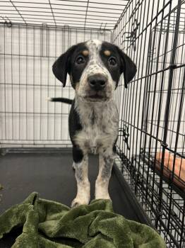 Sporty Spice -  Australian Cattle Dog Blue Heeler and Beagle Dog for Adoption in Fort Collins, Colorado - Sporty Spice | PetCurious