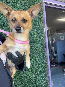 61762758 -  Chihuahua and Mixed Breed Dog for Adoption in El Paso, Texas - 61762758 | PetCurious