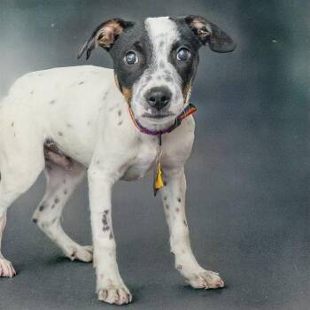 SNOOPY -  Australian Cattle Dog Blue Heeler and Mixed Breed Dog for Adoption in St. Louis, Missouri - SNOOPY | PetCurious