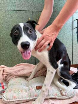 Teagan -  Labrador Retriever and Mixed Breed Dog for Adoption in Groveland, Massachusetts - Teagan | PetCurious