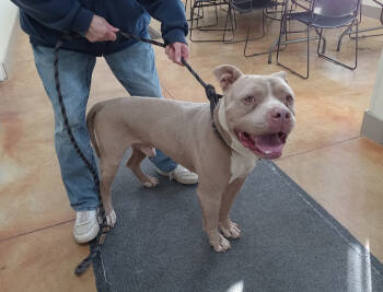 Rescue Pit Bull Terrier Dogs for Adoption in Austin, Minnesota - Gaines | PetCurious