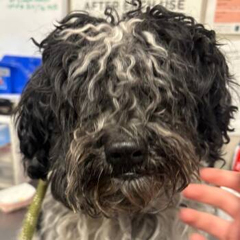 Utah -  Poodle and Mixed Breed Dog for Adoption in Yuma, Arizona - Utah | PetCurious