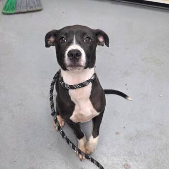 Daisy -  Mixed Breed Dog for Adoption in Duncan, Oklahoma - Daisy | PetCurious