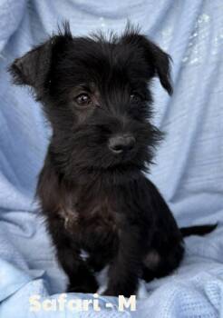 Terrier and Schnauzer Dogs Available for Adoption - Safari | PetCurious