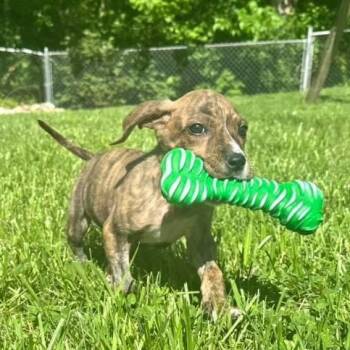 Treeing Walker Coonhound and Pit Bull Terrier Dogs Available for Adoption in Pleasure Rdge, Kentucky - Tiger | PetCurious
