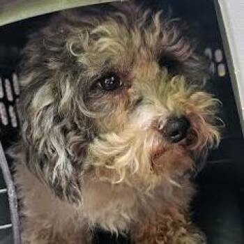 Betty -  Maltese and Poodle Dog for Adoption in Belfair, Washington - Betty | PetCurious