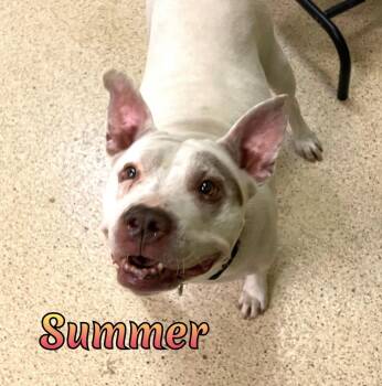 Summer -  Terrier Dog for Adoption in Muncie, Indiana - Summer | PetCurious