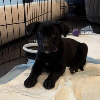 Lola -  Pit Bull Terrier Dog for Adoption in Columbia, Missouri - Lola | PetCurious