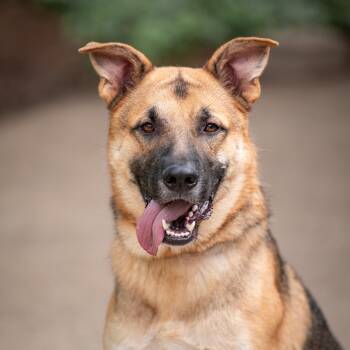 Smokey -  German Shepherd Dog Dog for Adoption in Chester Springs, Pennsylvania - Smokey | PetCurious