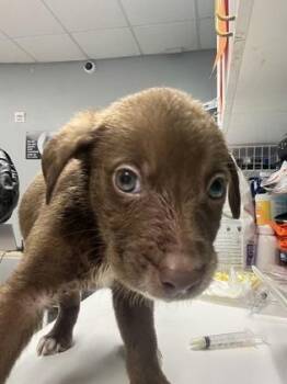 Labrador Retriever and Mixed Breed Dogs Available for Adoption - Bentley | PetCurious