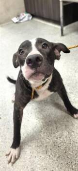 WOODY -  Pit Bull Terrier and Mixed Breed Dog for Adoption in Conroe, Texas - WOODY | PetCurious
