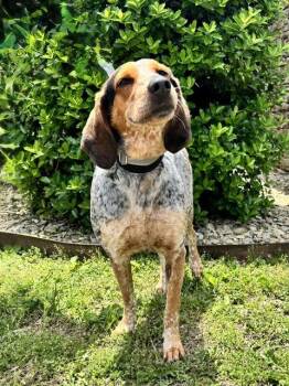 Bluetick Coonhound and Mixed Breed Dogs Available for Adoption in Cookeville, Tennessee - LUCILLE | PetCurious