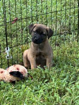 Buster -  Labrador Retriever and Black Mouth Cur Dog for Adoption in Barnhart, Missouri - Buster | PetCurious
