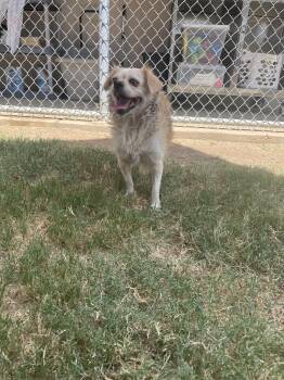 Veronica A219291 -  Pekingese and Chihuahua Dog for Adoption in Plano, Texas - Veronica A219291 | PetCurious