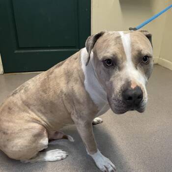 Pit Bull Terrier Dogs Available for Adoption in Pasadena, California - Dobby | PetCurious