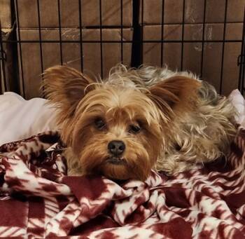 Rescue Yorkshire Terrier Dogs for Adoption in Hobart, Indiana - Dior | PetCurious