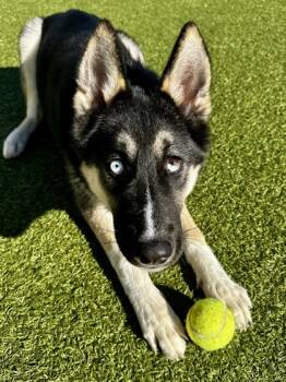 Rescue Mixed Breed Dogs for Adoption in Wichita, Kansas - Rip Van Winkle | PetCurious