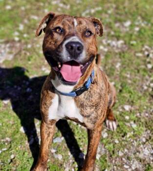 Rescue Boxer Dogs for Adoption - Tiger | PetCurious