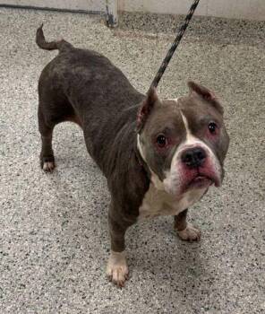 Pit Bull Terrier and Mixed Breed Dogs Available for Adoption in Kansas City, Missouri - Royal | PetCurious
