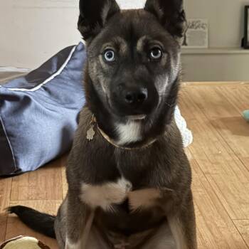 Husky Dogs Available for Adoption in Rockville, Maryland - Aquafina | PetCurious