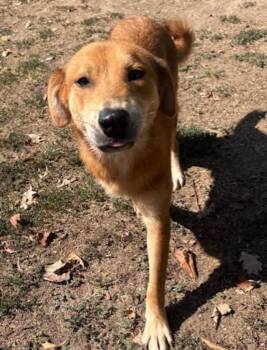 Sandman -  Golden Retriever and Mixed Breed Dog for Adoption in Charlotte, Michigan - Sandman | PetCurious