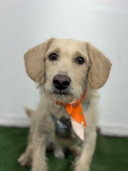 Rigby-One of our Amazing Rescue Dogs -  Dachshund and Yellow Labrador Retriever Dog for Adoption in Carlsbad, California - Rigby-One Of Our Amazing Rescue Dogs | PetCurious