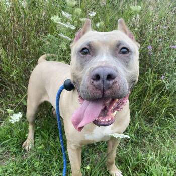 Evie -  Pit Bull Terrier Dog for Adoption in Allegan, Michigan - Evie | PetCurious