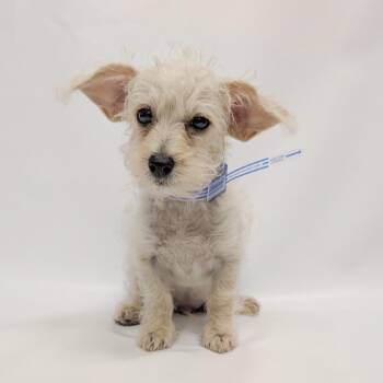 839 (2026) Jett -  Miniature Poodle and Chihuahua Dog for Adoption in Parker, Colorado - 839 (2026) Jett | PetCurious