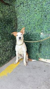 61178667 -  Mixed Breed Dog for Adoption in El Paso, Texas - 61178667 | PetCurious