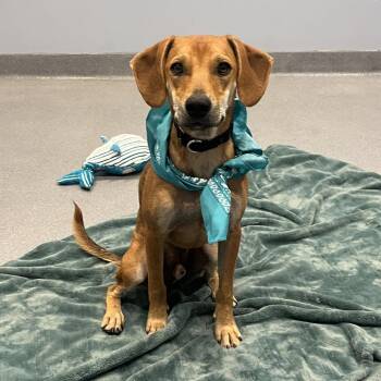 Skippy -  Mixed Breed Dog for Adoption in Canal Winchester, Ohio - Skippy | PetCurious