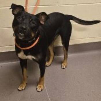 Pistol -  Rottweiler Dog for Adoption in Norman, Oklahoma - Pistol | PetCurious