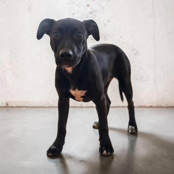 Tasha -  Affenpinscher Dog for Adoption in Charlotte, Michigan - Tasha | PetCurious