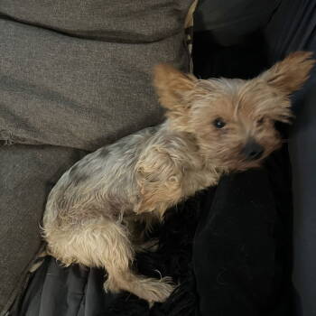 Rescue Yorkshire Terrier Dogs for Adoption in Dallas, Texas - Louise | PetCurious