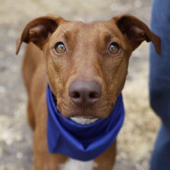 Hound Dogs Available for Adoption in San Antonio, Texas - A804392 | PetCurious