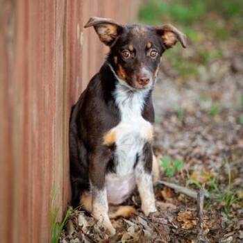 Blondie -  Mixed Breed Dog for Adoption in Springboro, Ohio - Blondie | PetCurious