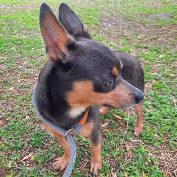 Gummy Bear -  Chihuahua Dog Available for Adoption in Corpus Christi, Texas - Gummy Bear | PetCurious